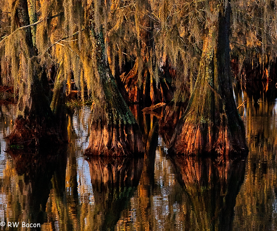 First Light Cypress
