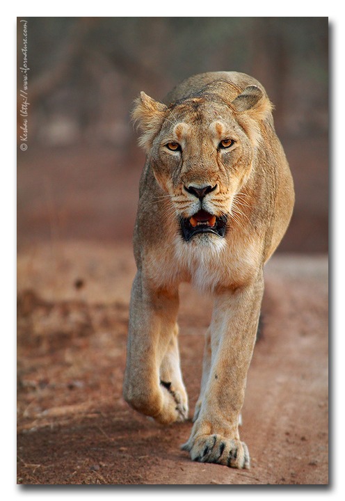 The Royal walk