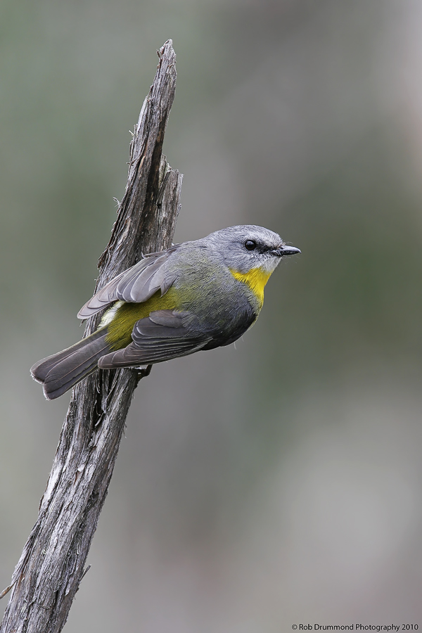 Eastern Yellow Robin