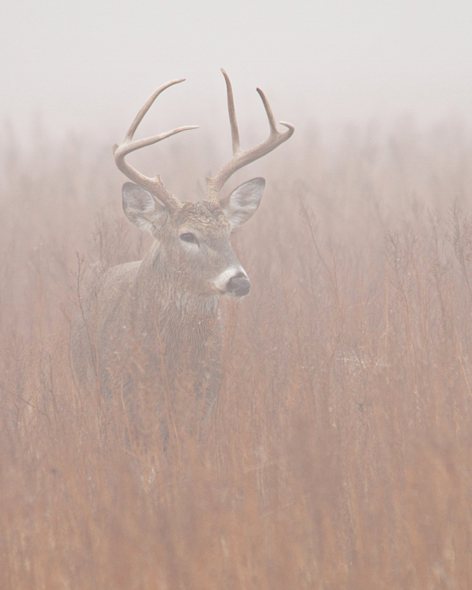 WC 458 - Foggy Buck