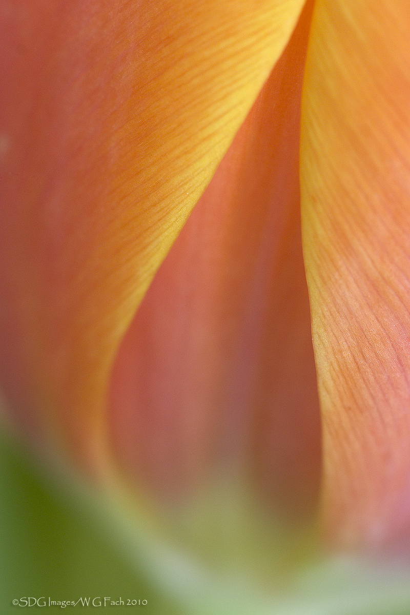 Tulip Tear