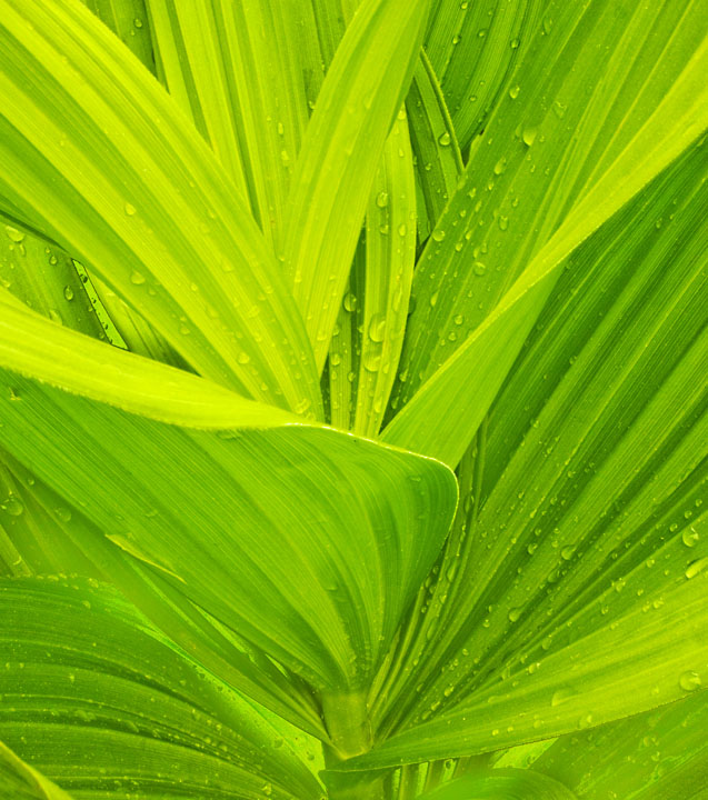Green Vortex + Repost