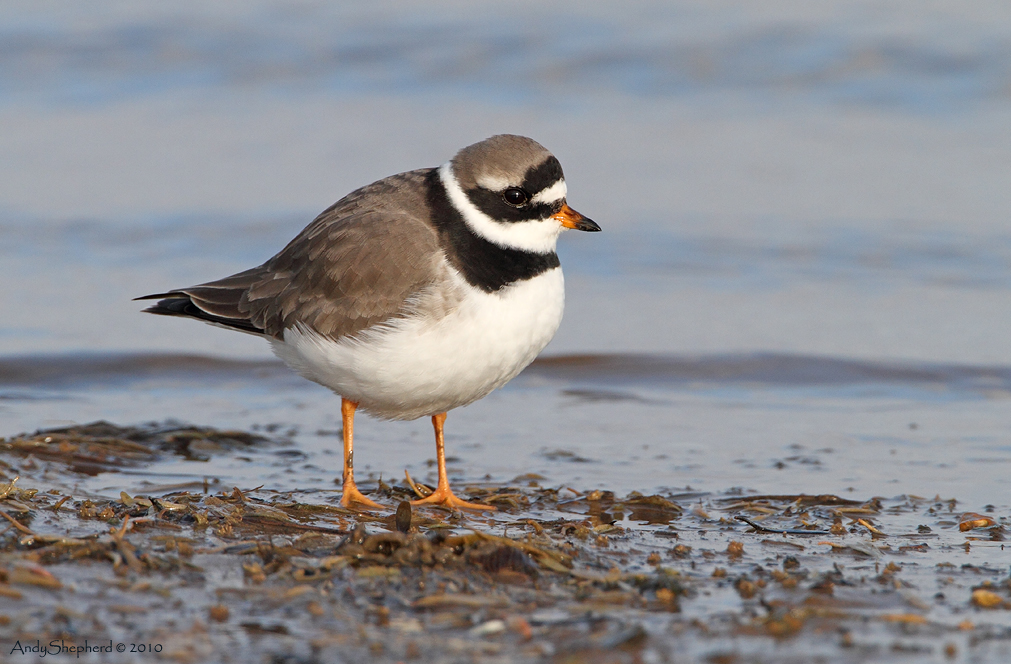 Ringed Plover