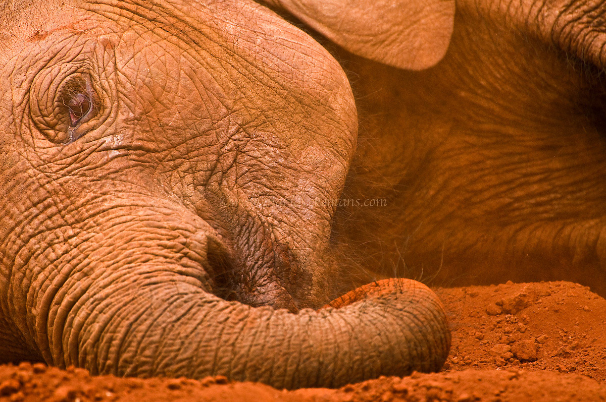 Orphaned
