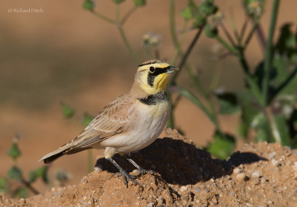 Horned Lark