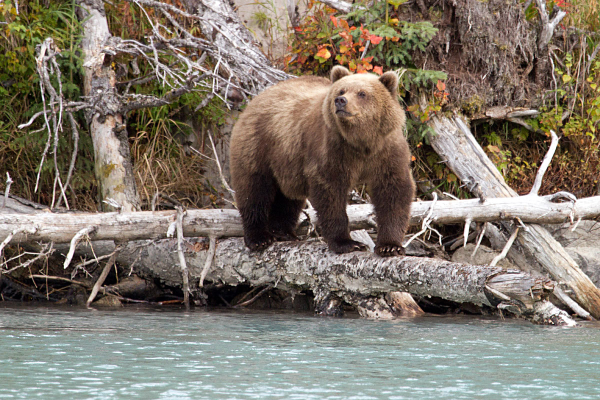 Crescent River Bear