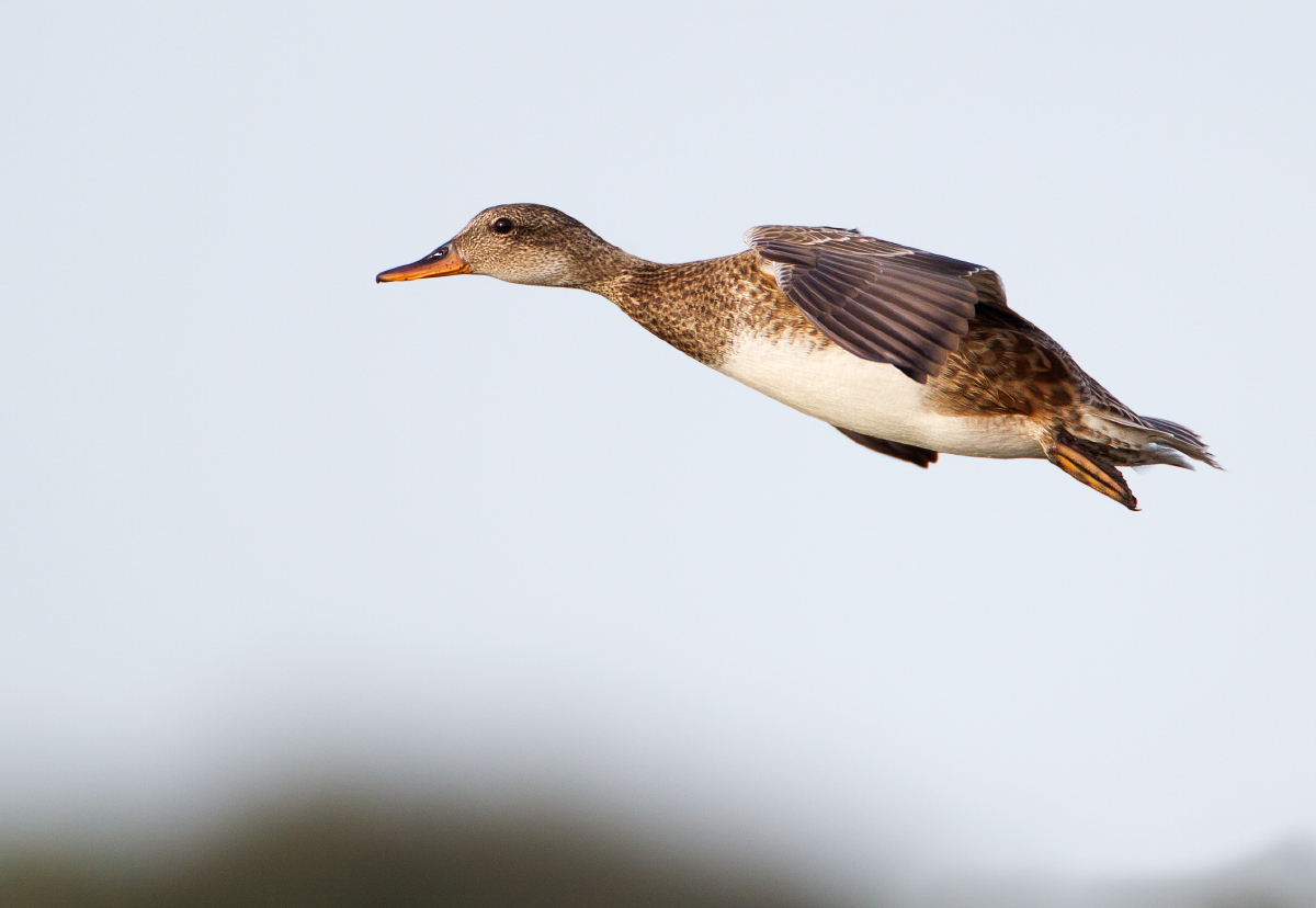 Gadwal-female