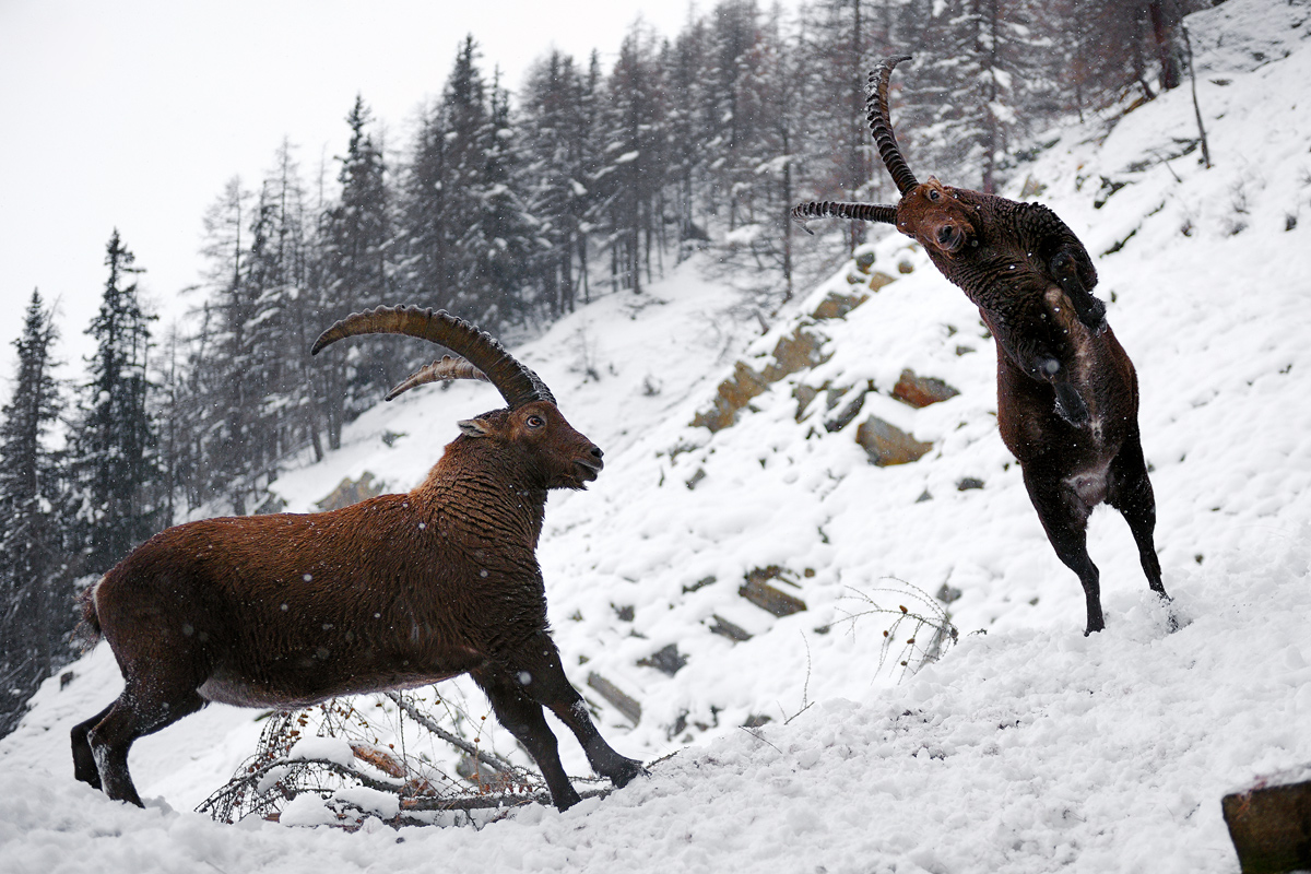clashing horns