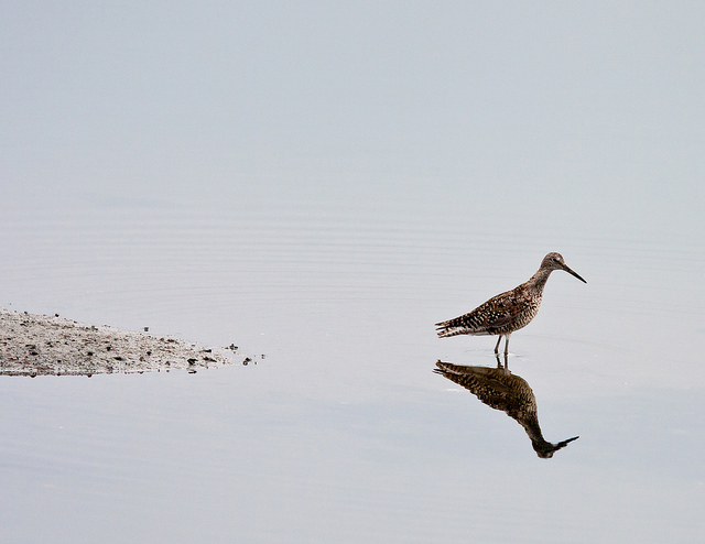 Marbled Godwit