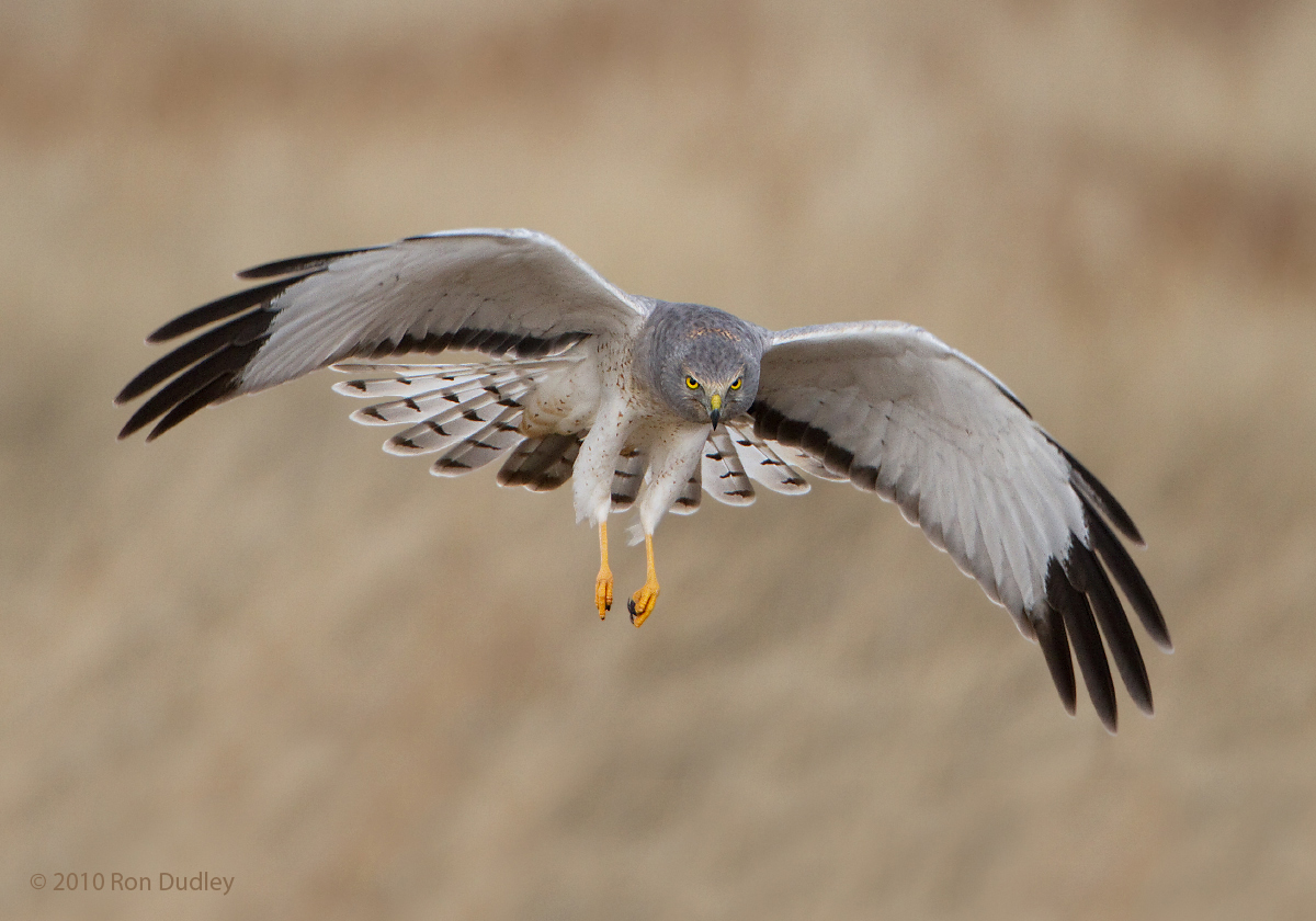 Northern Harrier
