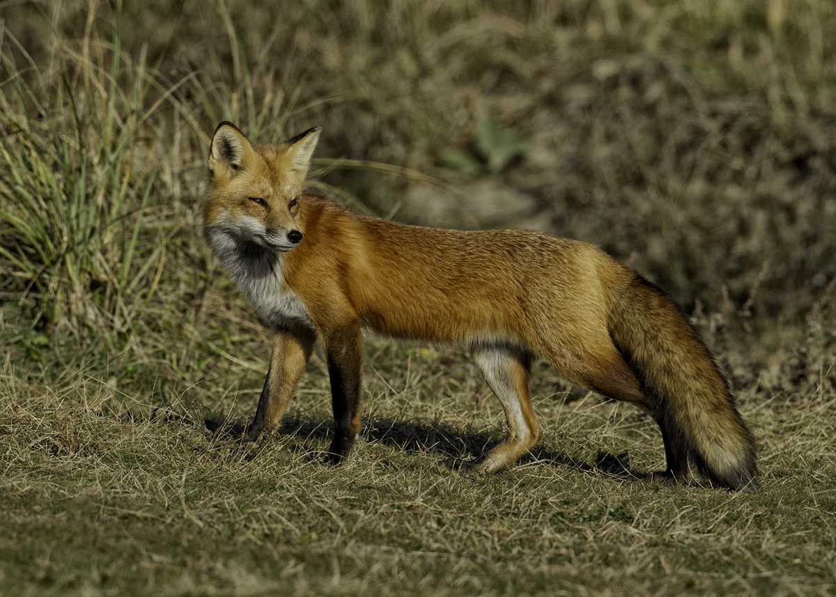 Leary Red Fox 