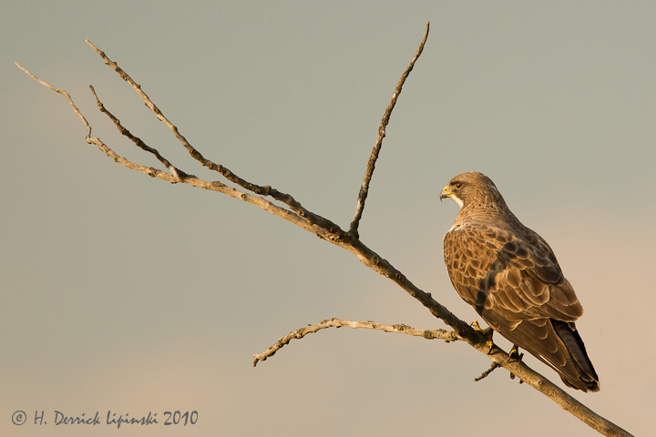 Swainson's Hawk