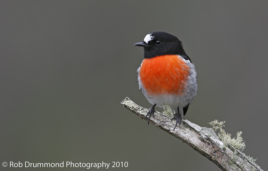 Scarlet Robin
