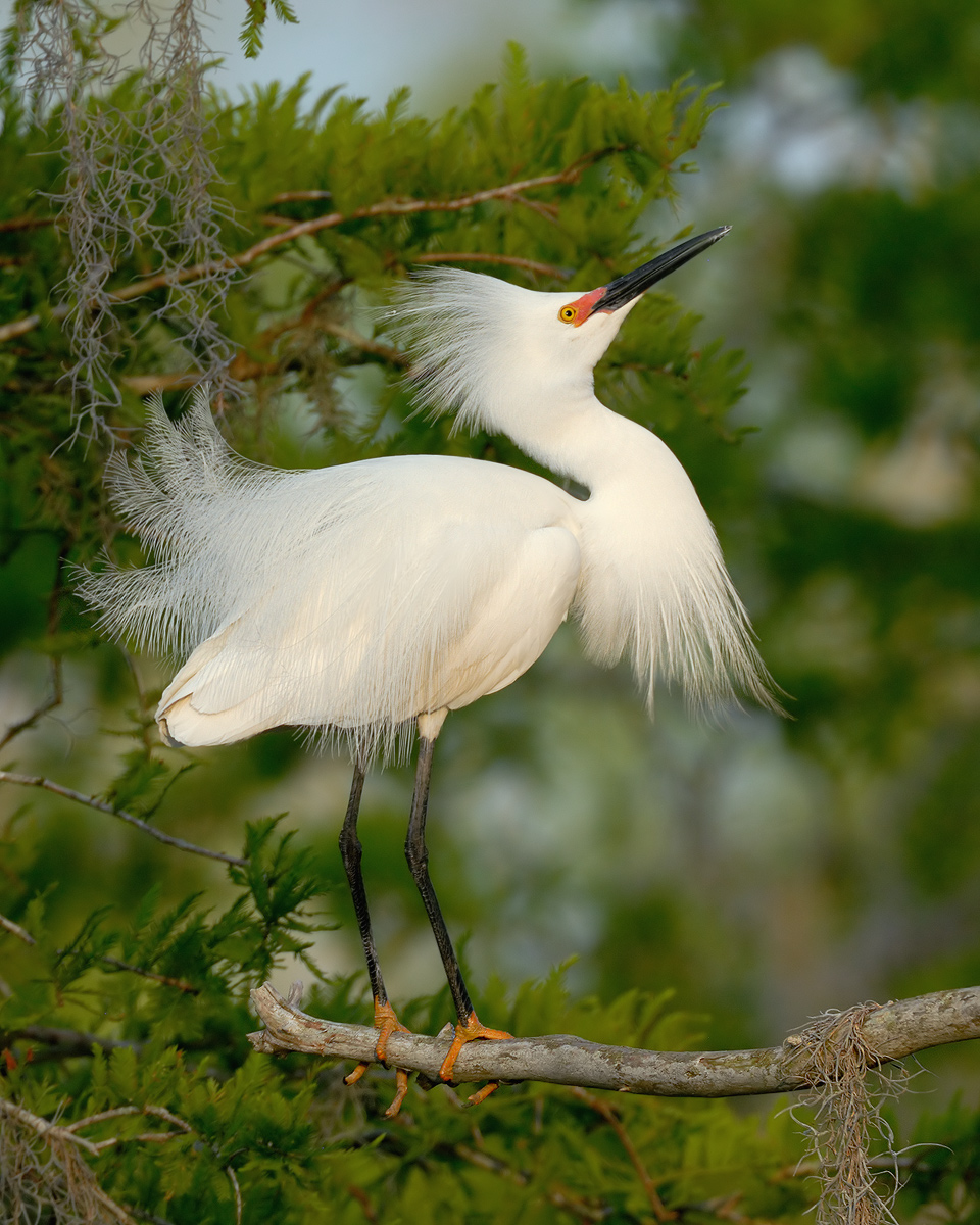 SNOWY EGRET