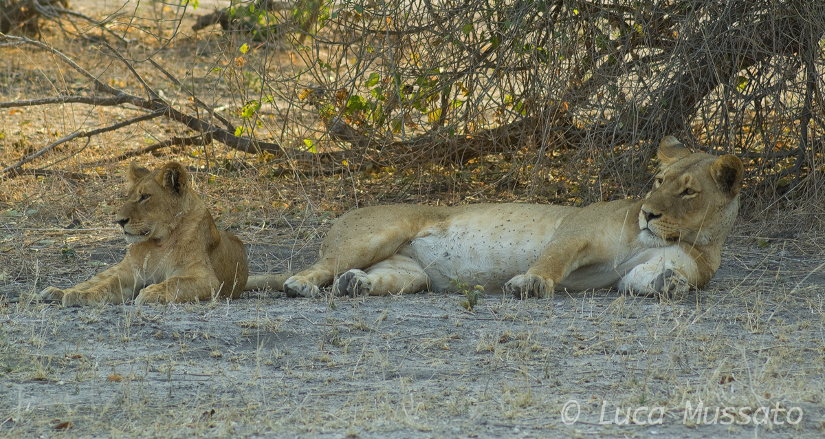 vigilant sleep -REPOST