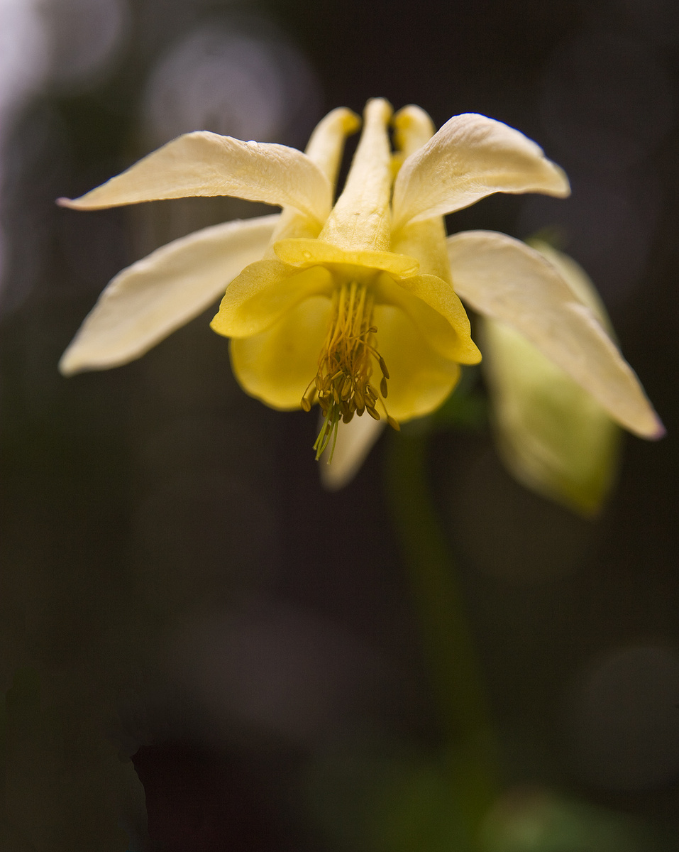 Columbine with Repost