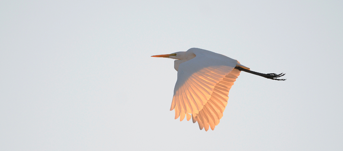 Wings of gold