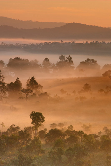 Golden Morning