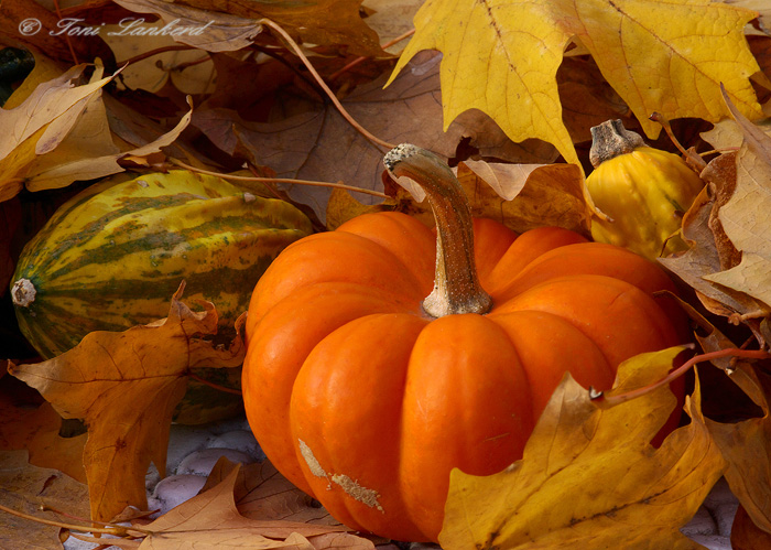 Fall Harvest