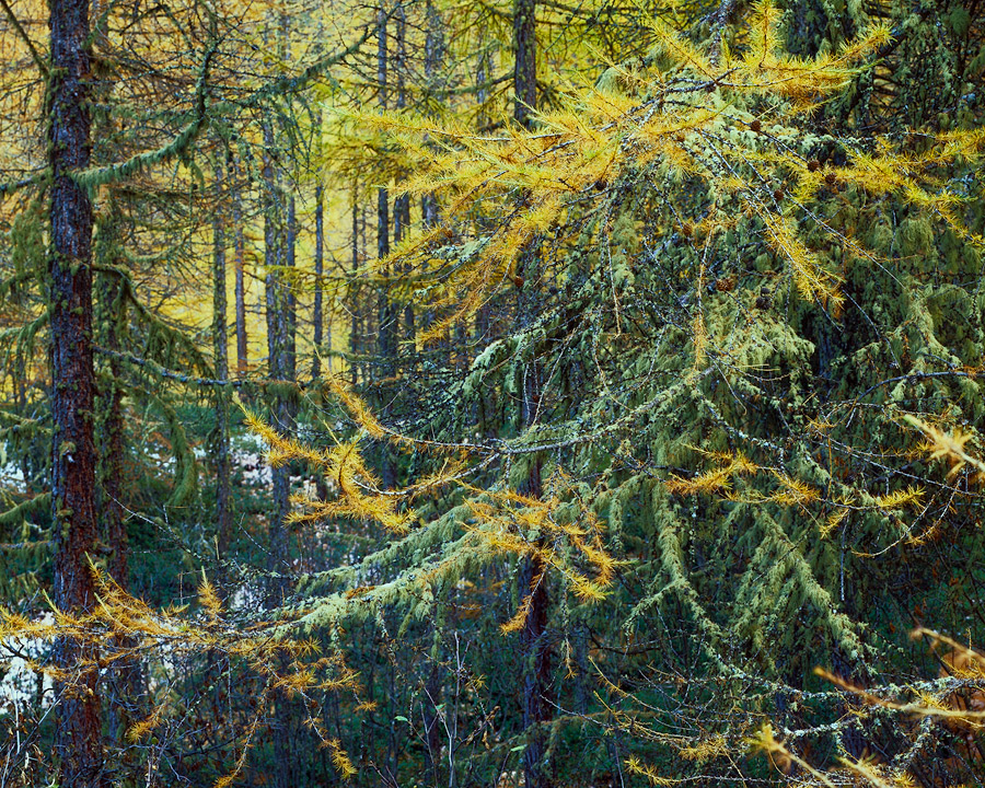 A whole lotta larch...