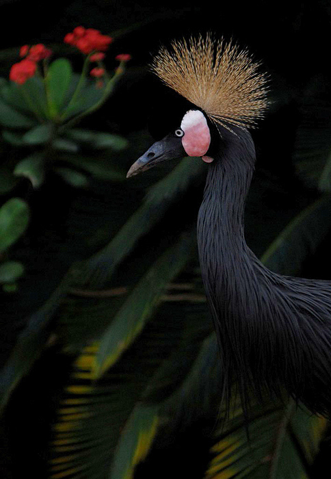 Black Crowned Crane 