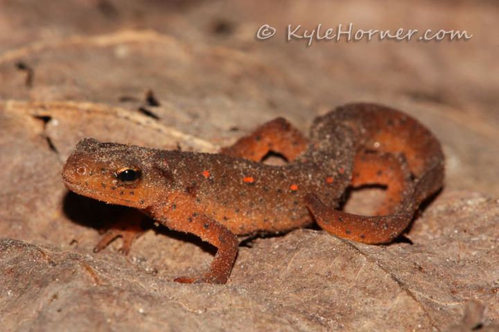 Central Newt