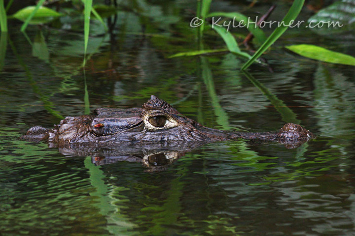 Spectacled Caiman