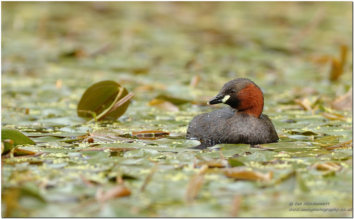 Little Grebe 