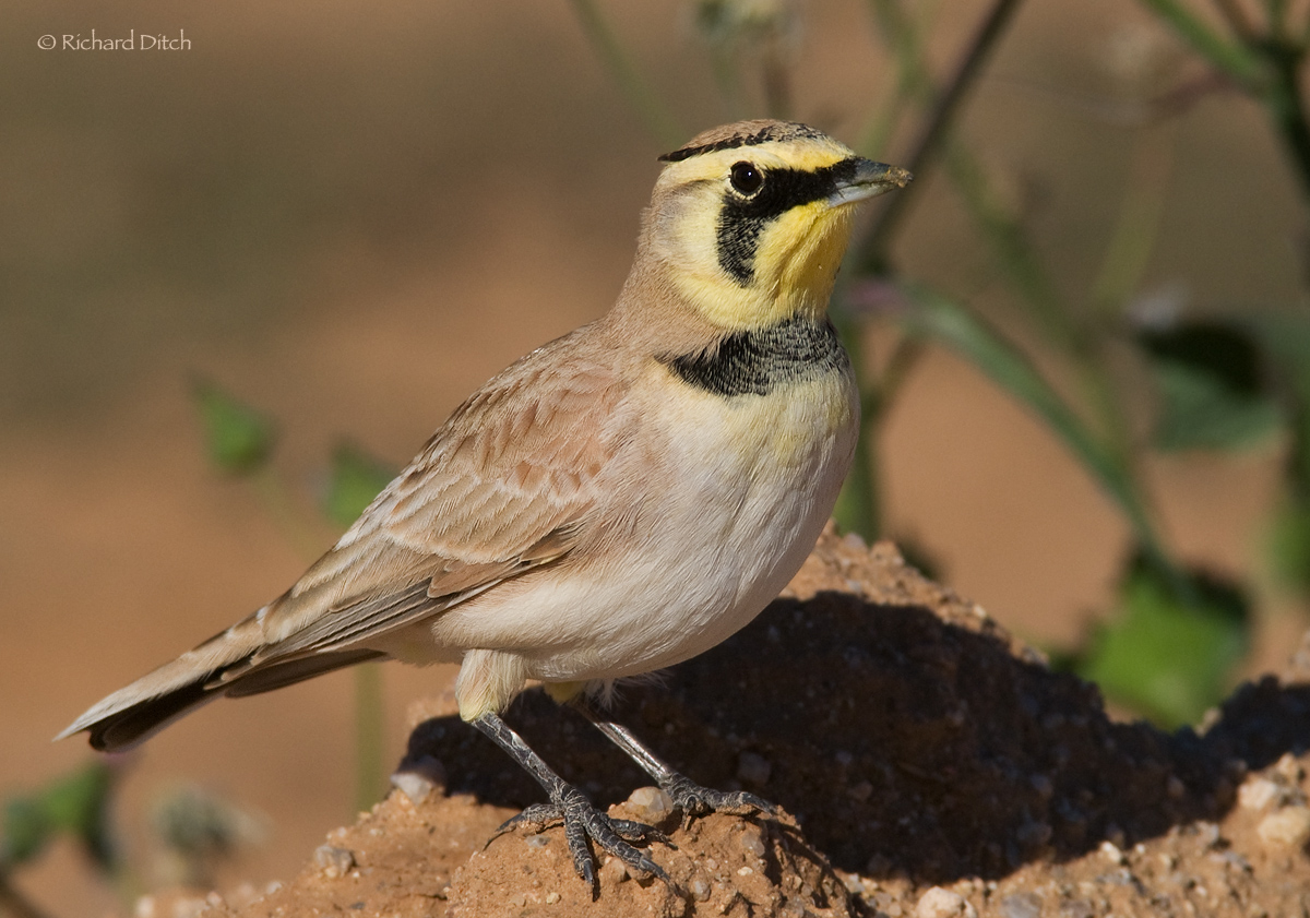 Horned Lark 40%