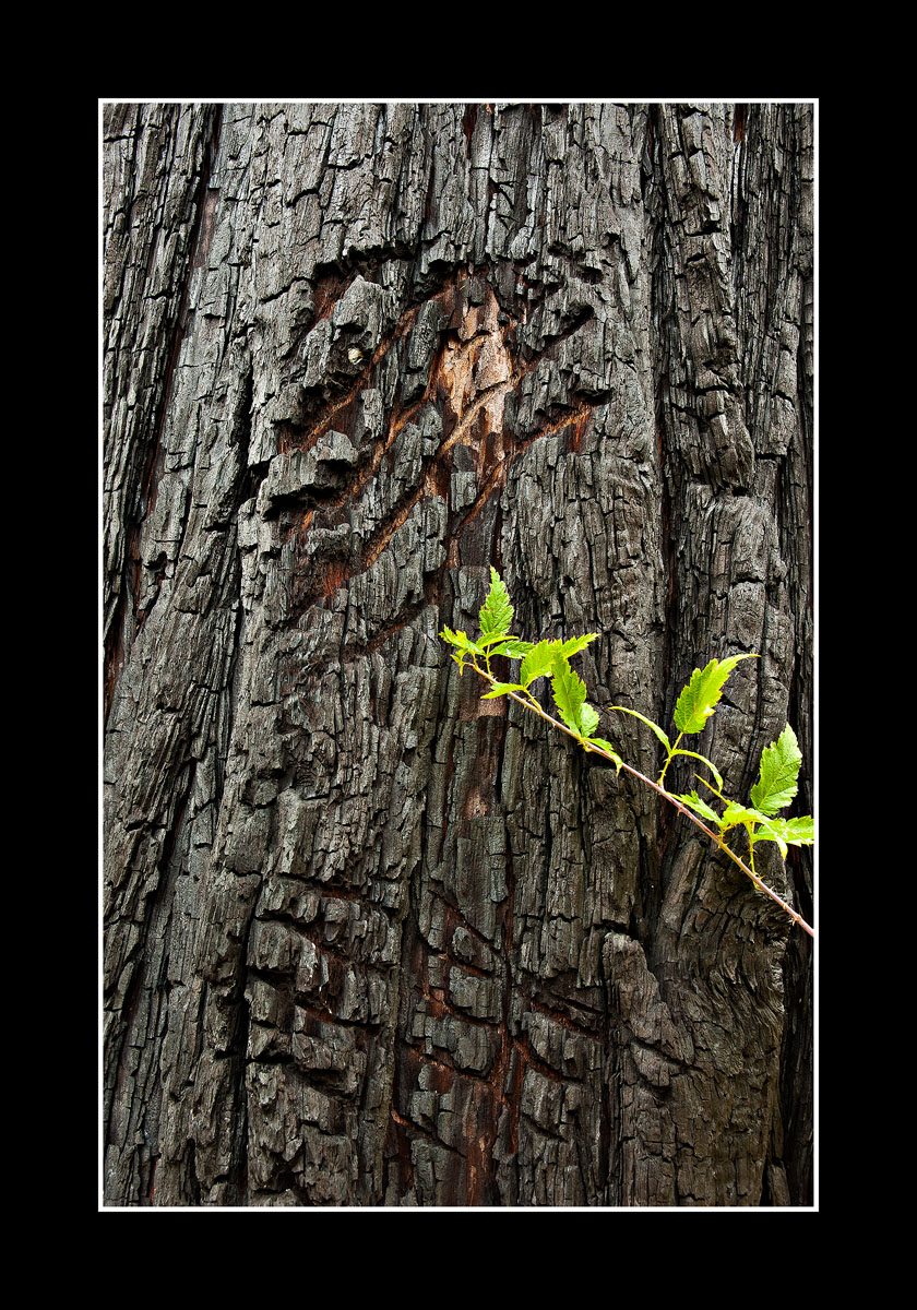 Local Tagger In Yosemite