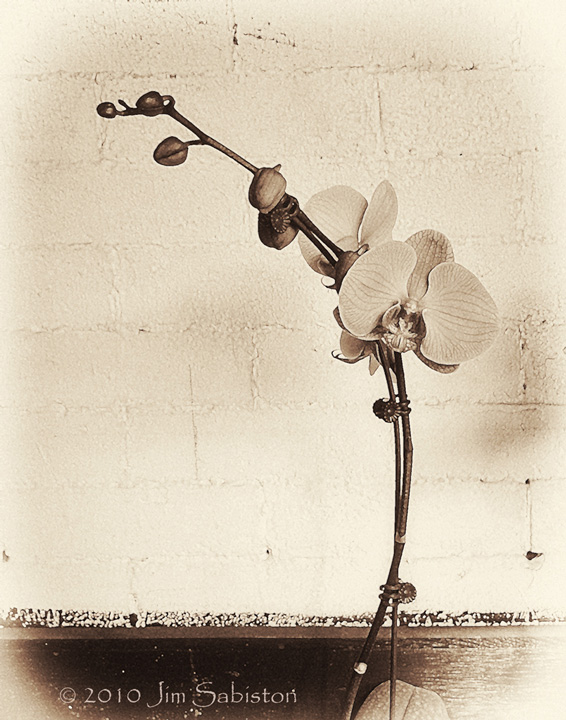 38th St. Orchid