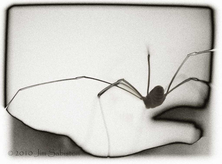 Harvestman II
