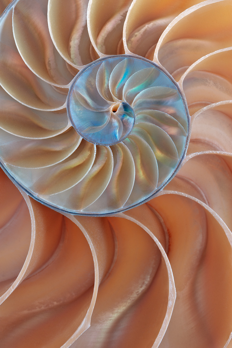 Macro - 1st Place Winner