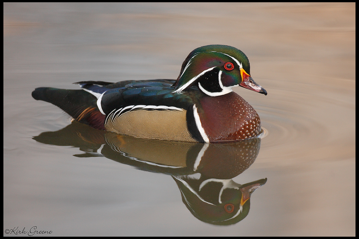 Woody Reflection