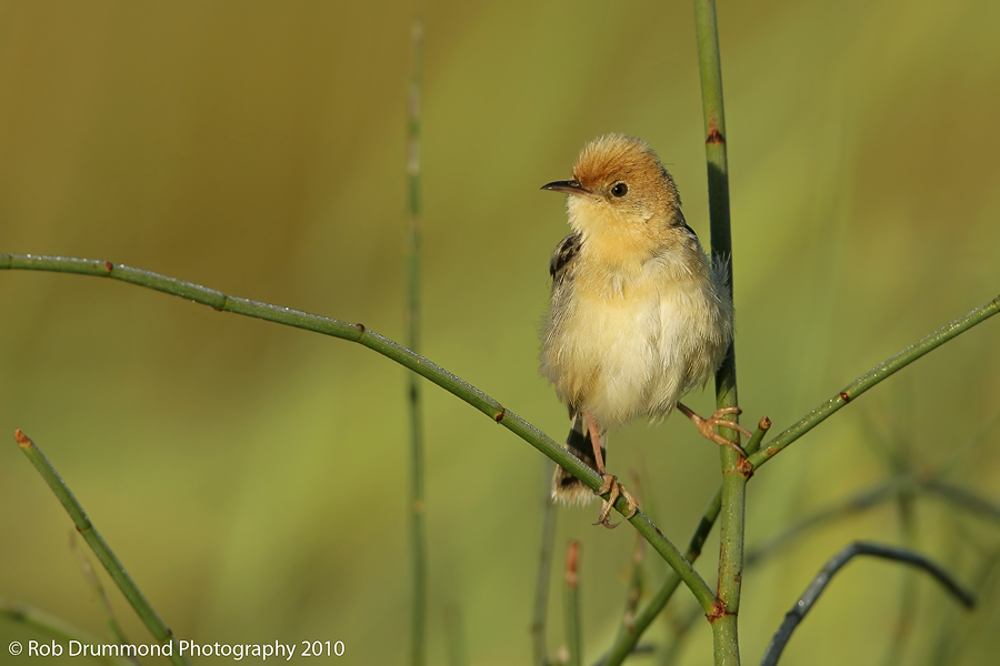 Golden-headed Cisticola