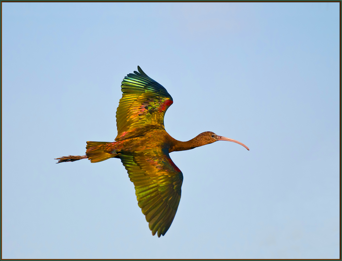 Glossy Ibis