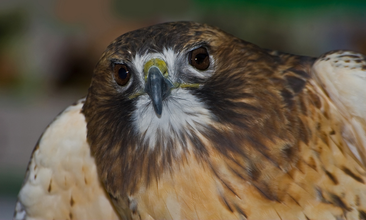 Redtail Hawk Portrait