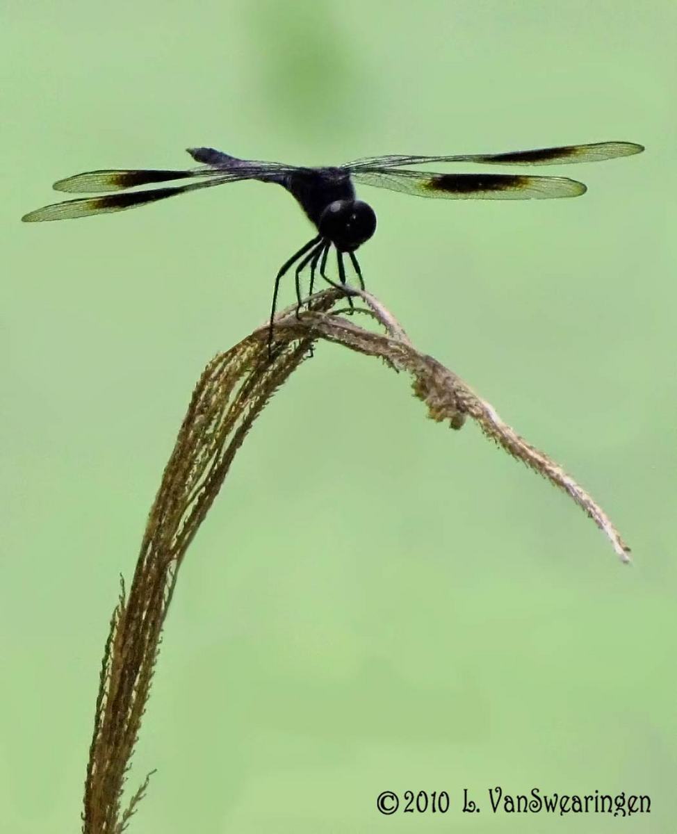 Flying Solo