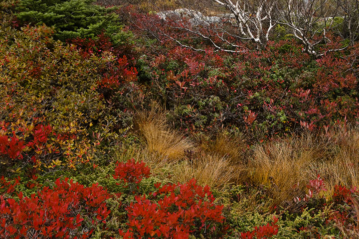 Cadilac Mtn., Acadia NP
