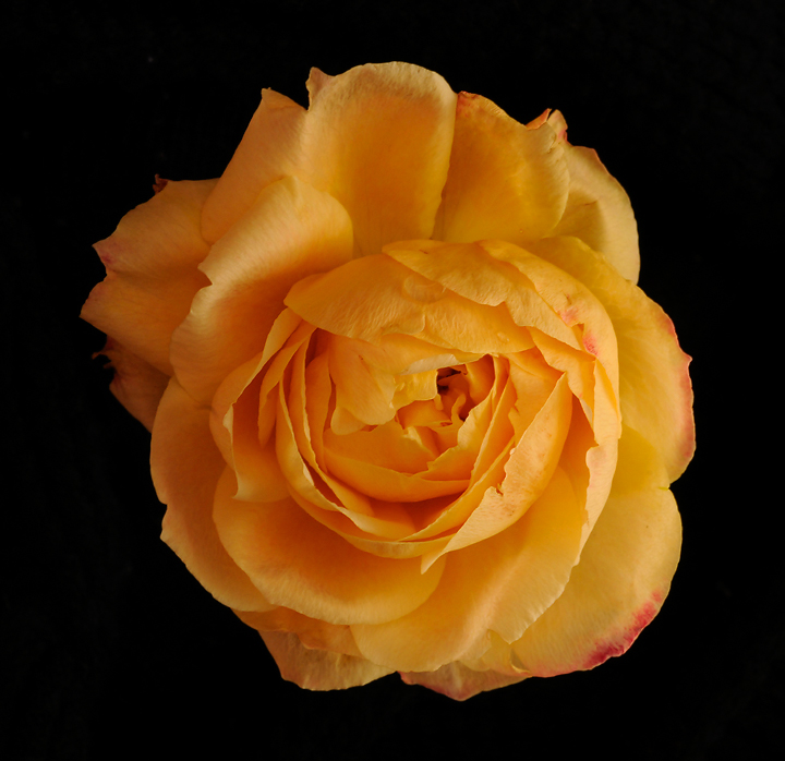 Last rose of summer