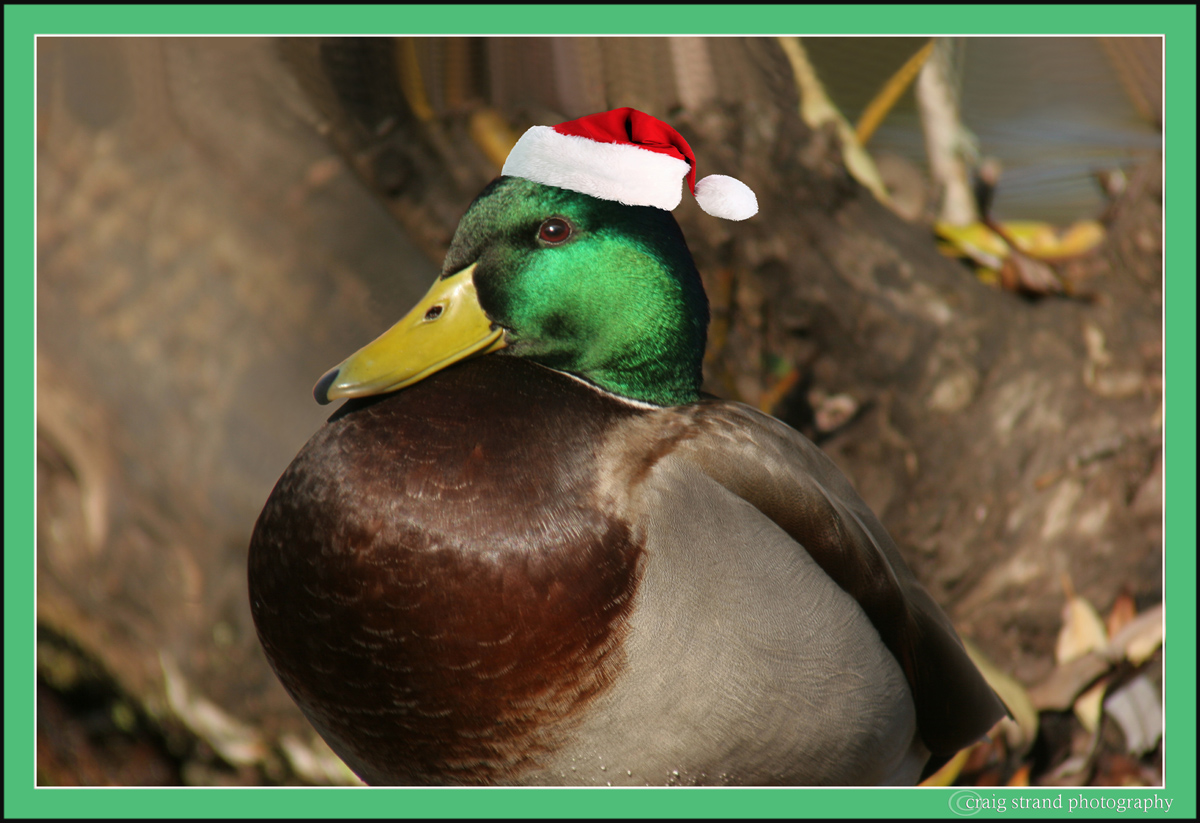 Santa Duck