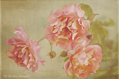 Antique Roses