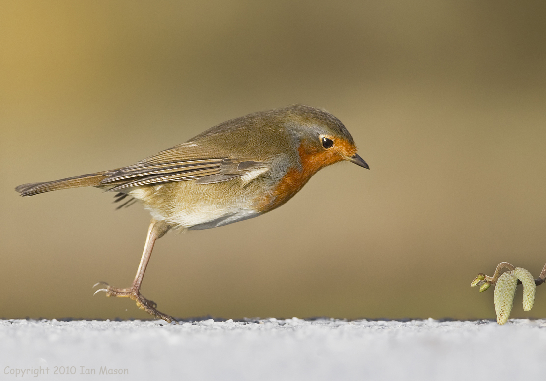 Robin trips over in snow
