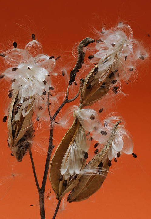 Milkweed Closeup