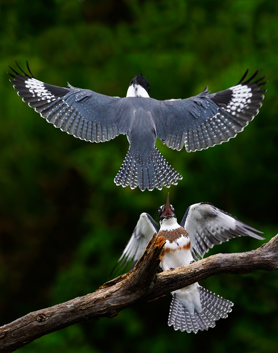 Kingfisher Perch Battle