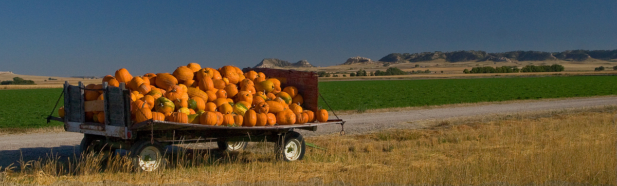 Load of Pumpkins