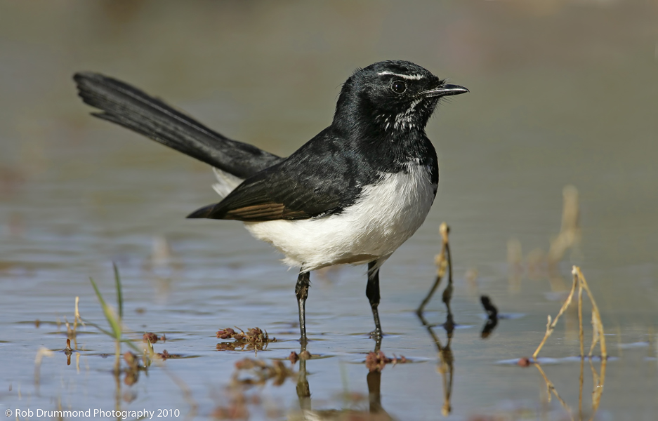 Willie Wagtail