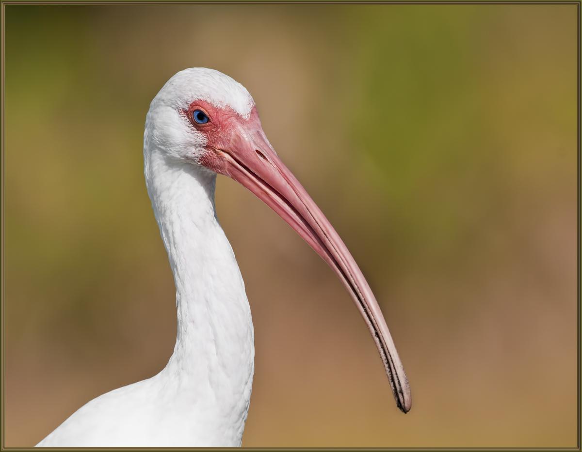 White Ibis
