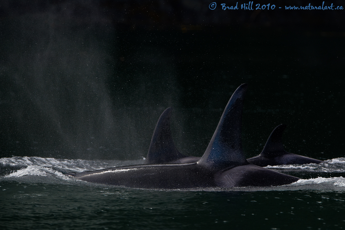 Orca Power!