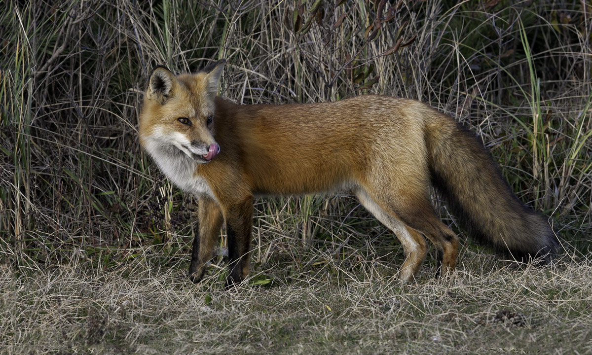 Red Fox Licking Chops